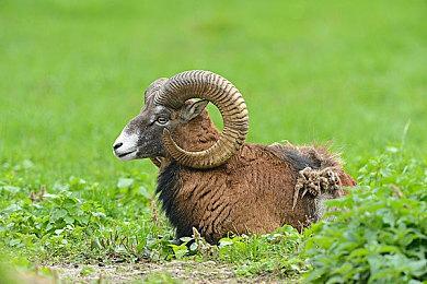 Apple Music今日登陆PS5平台 海量歌曲等你来听